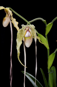 Phragmipedium Tall Tails Huntington's Tresses AM/AOS 80 pts. flower